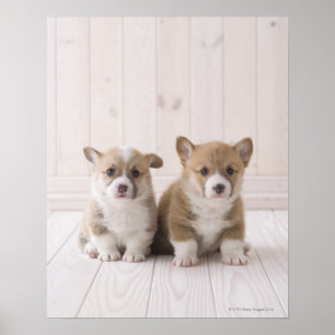 Two Welsh Corgi Sitting Poster