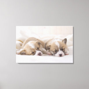Two Welsh Corgi Sleeping Canvas Print