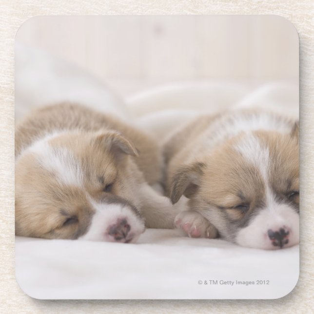 Two Welsh Corgi Sleeping Coaster (Front)