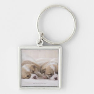 Two Welsh Corgi Sleeping Keychain