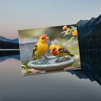 Two Western Tanager birds standing in birdbath Postcard