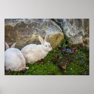 Two White Bunnies Poster
