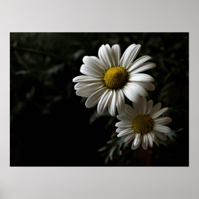 Two White Daisies Poster (Front)