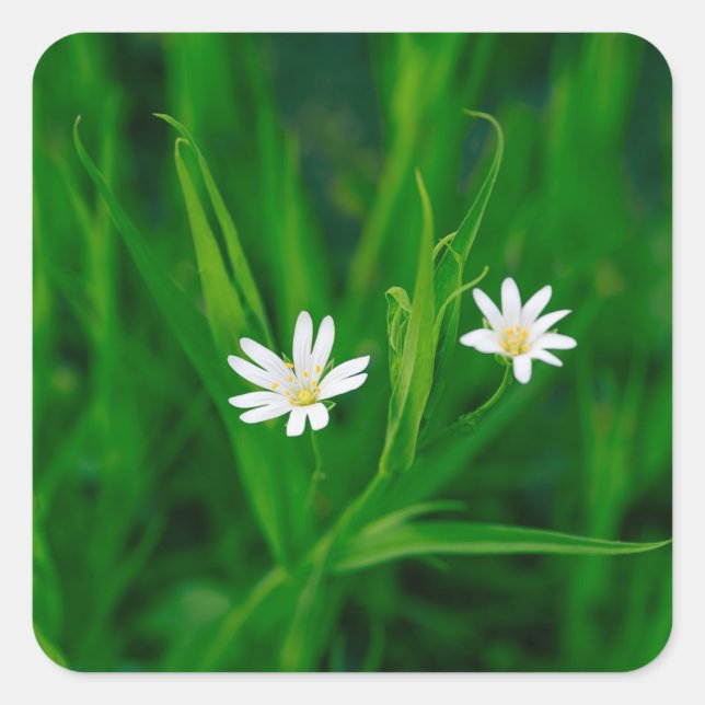 two white flowers on a green meadow square sticker (Front)