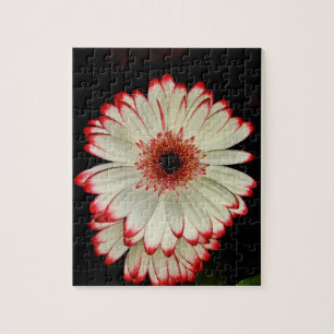 Two White Gerbera Daisies Jigsaw Puzzle