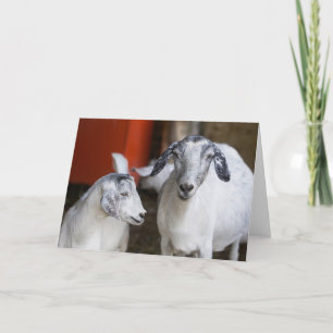 Two White Goats Card