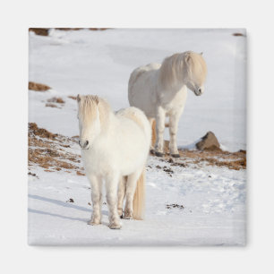 Two White Icelandic Horses Magnet