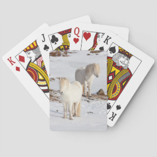 Two White Icelandic Horses Playing Cards