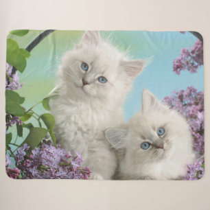TWO WHITE KITTENS SHERPA BLANKET