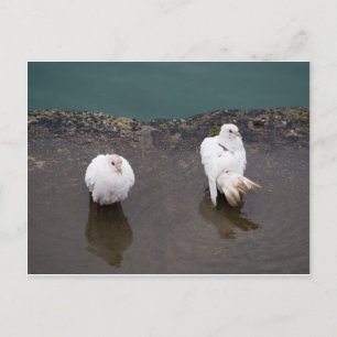 Two White Pigeons in a Puddle Postcard