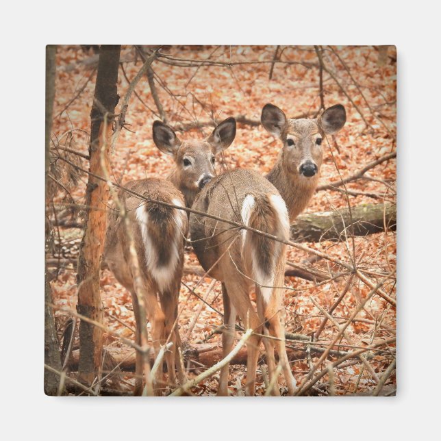 Two White tailed Deer in the woods Magnet (Front)