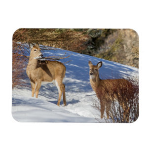Two White-tailed Deer in Winter Magnet