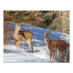 Two White-tailed Deer in Winter Photo Print