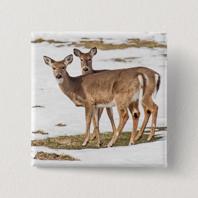 Two White-tailed Deer On Alert 2 Inch Square Button (Front)
