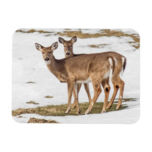 Two White-tailed Deer On Alert Magnet
