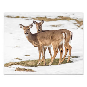 Two White-tailed Deer On Alert Photo Print