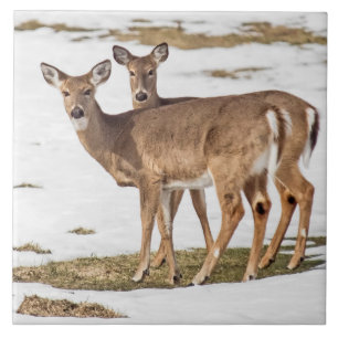 Two White-tailed Deer On Alert Tile