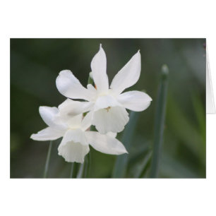 Two White Wild Daffodils in Green Field