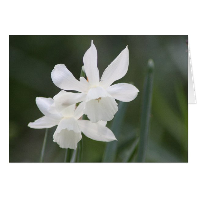 Two White Wild Daffodils in Green Field (Front Horizontal)