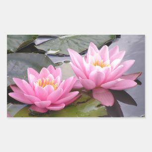 Two wild pink waterlilies in a pond sticker