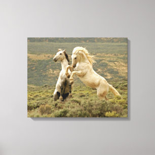 Two Wild Stallions Fight Canvas Print