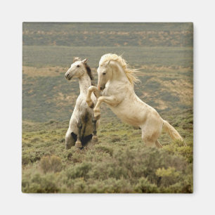 Two Wild Stallions Fight Magnet