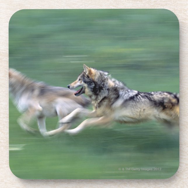 Two wolves in mountain meadow coaster (Front)