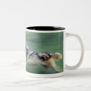 Two wolves in mountain meadow Two-Tone coffee mug