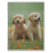 Two Yellow Labrador Retriever Puppies