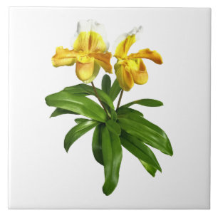 Two Yellow Lady Slipper Orchids Tile