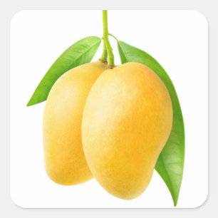 Two yellow mango fruits square sticker