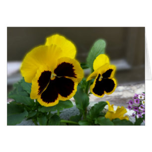 two yellow pansies