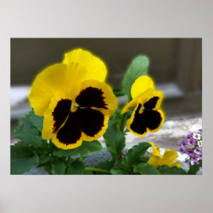 two yellow pansies poster