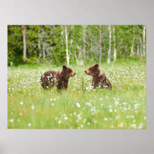 Two young brown bear friends poster