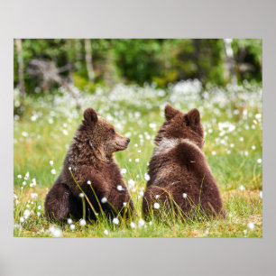 Two young brown bears sitting poster