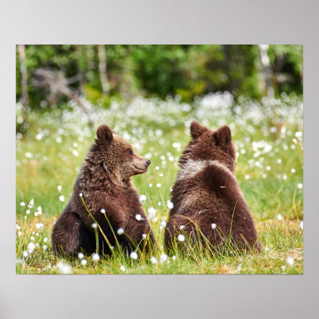 Two young brown bears sitting poster (Front)