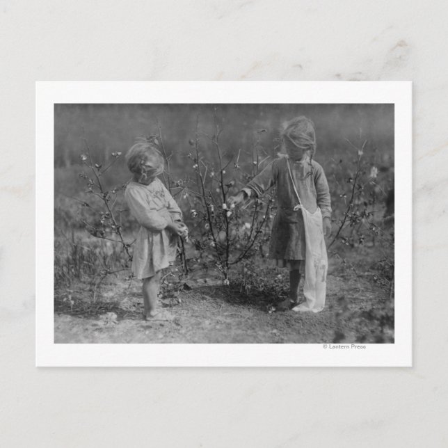 Two Young Girls Picking Cotton Photograph Postcard (Front)