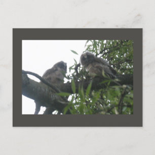 Two Young Long-eared Owls DIY Postcard