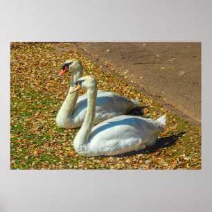 Two Young Swans in the Autumn Sunlight  Poster