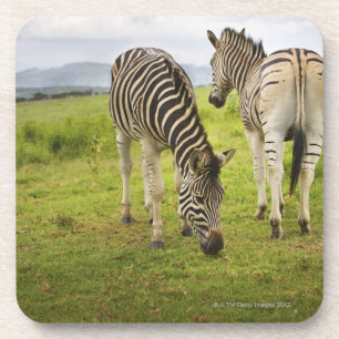 Two zebras, South Africa Coaster