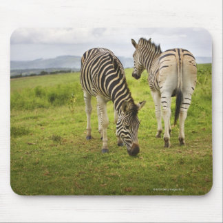 Two zebras, South Africa Mouse Pad