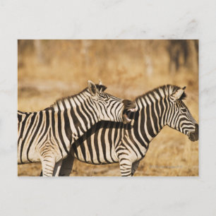 Two zebras standing in grass postcard
