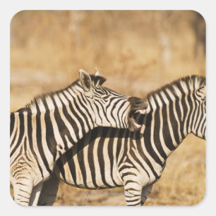 Two zebras standing in grass square sticker