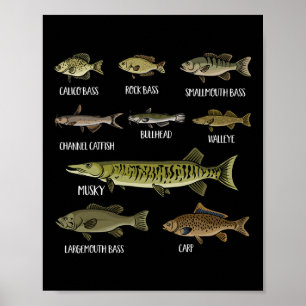 Types Of Freshwater Fish Sorts Species Fishing  Poster