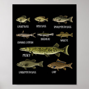 Types Of Freshwater Fish Sorts Species Fishing  Poster