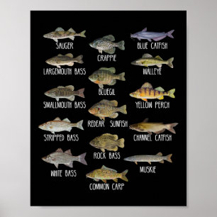 Types Of Freshwater Fish Species Biology Fishing  Poster