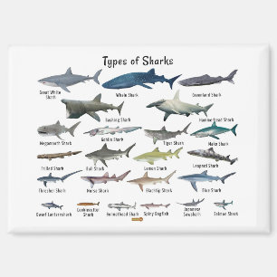 Types of sharks chart magnet