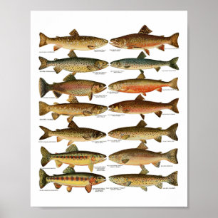 Types Of Trout Fish Species Fishing Gift  Poster