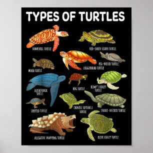 Types Of Turtles Funny Sea Turtle Animal Men Women Poster