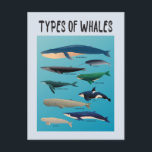 Types Of Whales Ocean Mammal Variety Postcard<br><div class="desc">List of Whales to express love for whales and ocean creatures!</div>